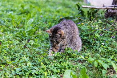 Çayır Çayırında Tekir Kedi Avı