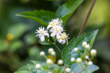 Vahşi Gezginlerin Yakın Çekimi Clematis Vitalba Çiçekleri Çiçek Açan Neşe