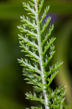 Yarrow (Achillea millefolium) Tüylü bitkisel yaprakların Yaprak Kapanışı