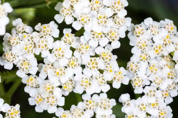 Yarrow (Achillea millefolium) Yabani İlaç Çiçeklerinin Yakın Çekimi