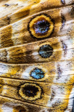 Kelebeğin Aşırı Yakın Çekimi Kanat Ölçekleri Makro Ayrıntıları