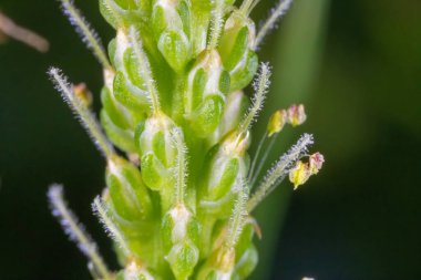 Bitkinin Aşırı Yakın Çekimi Başlıca Çiçek Yayın Yaprağı Bitkisi Çiçek Açtı