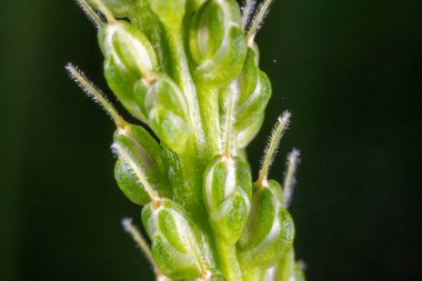 Bitkinin Aşırı Yakın Çekimi Başlıca Çiçek Yayın Yaprağı Bitkisi Çiçek Açtı