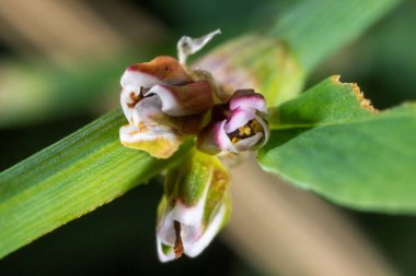 Bloom 'daki Polygonum aviculare Macro Görünümü