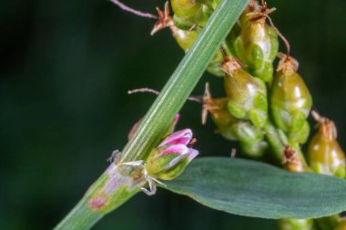 Bloom 'daki Polygonum aviculare Macro Görünümü
