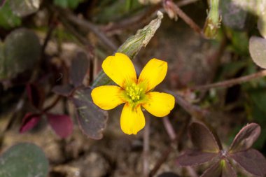 Oxalis corniculata in Bloom  Creeping Wood Sorrel with Yellow Flowers