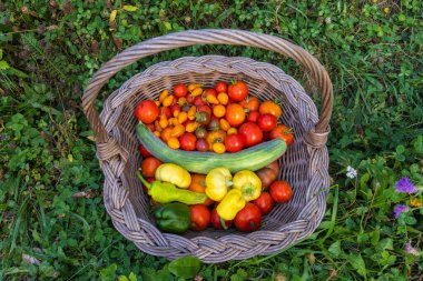 Ev yapımı Hasat Ermeni Salatalığı, Domatesler ve Biberler Bir Hasat Sepetinde