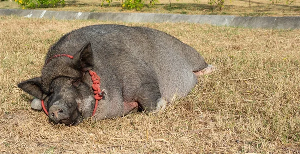 一头挂着红色铃铛的肥猪正在荒芜的草坪上晒日光浴 吃过早饭后 到附近的人家里去 — 图库照片