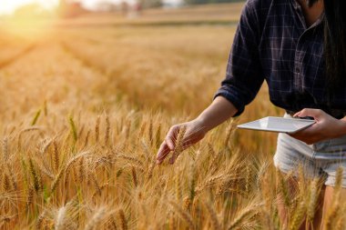 Dijital tabletli çiftçi pirinç tarlalarında tarım kavramı üzerinde çalışıyor.