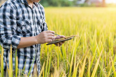Dijital tabletli çiftçi pirinç tarlalarında tarım kavramı üzerinde çalışıyor.