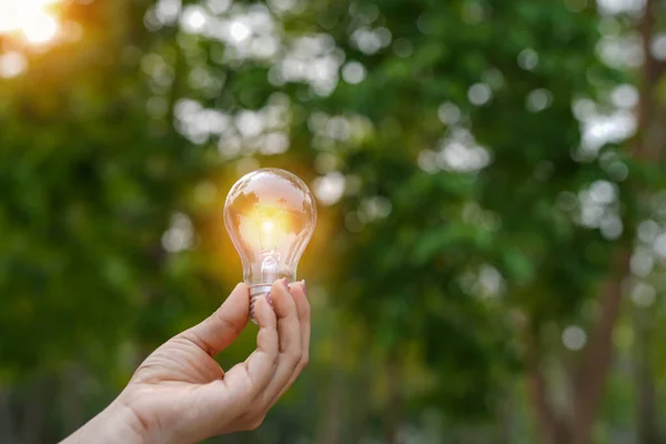 stock image Light bulbs that grow, in the concept of energy in nature.