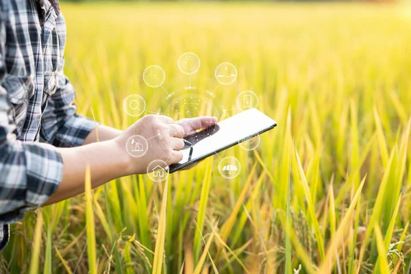 Rolnik Tabletem Cyfrowym Pracujący Nad Rolniczą Koncepcją Pracy Polach Ryżowych — Zdjęcie stockowe
