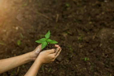 Çiftçinin elleri toprağa fideleri ekiyor.