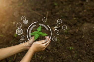 Çiftçinin elleri toprağa fideleri ekiyor.