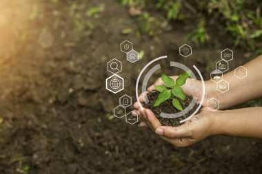 Çiftçinin elleri toprağa fideleri ekiyor.