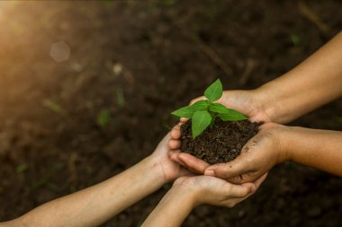 Çiftçinin elleri toprağa fideleri ekiyor.