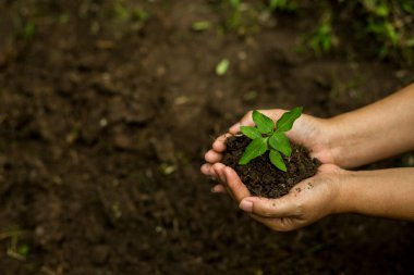 Çiftçinin elleri toprağa fideleri ekiyor.