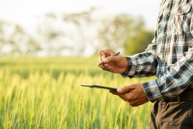 Dijital tabletli çiftçi pirinç tarlalarında tarım kavramı üzerinde çalışıyor.