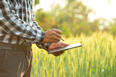 Dijital tabletli çiftçi pirinç tarlalarında tarım kavramı üzerinde çalışıyor.