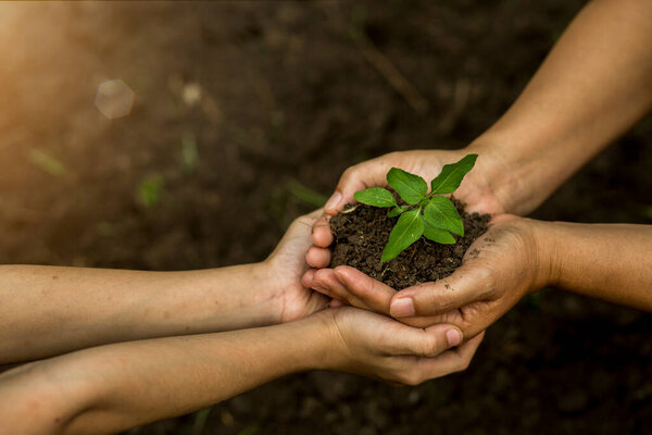 Hands of the farmer are planting the seedlings into the soil