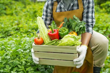 Genç adam bir kutu sebze holding