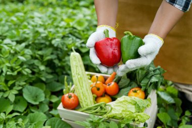 Genç adam bir kutu sebze holding