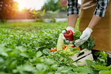 Genç adam bir kutu sebze holding