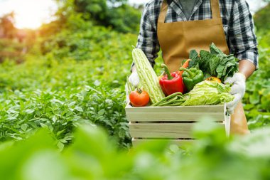 Genç adam bir kutu sebze holding