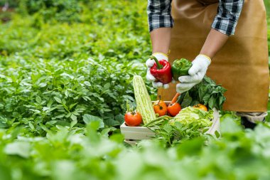 Genç adam bir kutu sebze holding