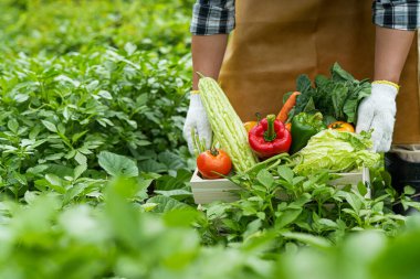 Genç adam bir kutu sebze holding