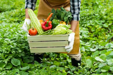 Genç adam bir kutu sebze holding