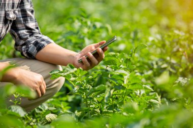 Çiftçinin elleri, tarım teknolojisi çiftçisi. Tablet modern teknoloji kavramı tarımı kullanan çiftçi..