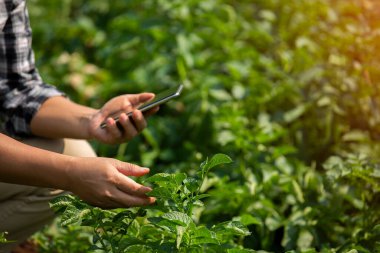 Çiftçinin elleri, tarım teknolojisi çiftçisi. Tablet modern teknoloji kavramı tarımı kullanan çiftçi..