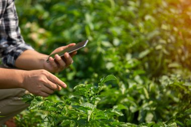 Çiftçinin elleri, tarım teknolojisi çiftçisi. Tablet modern teknoloji kavramı tarımı kullanan çiftçi..
