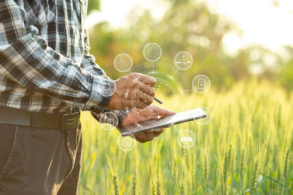 Farmer Man Digital Tablet Working Farm Agricultural Concept Work Rice — Stock Photo, Image