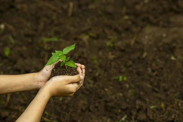 stock image Hands of the farmer are planting the seedlings into the soil