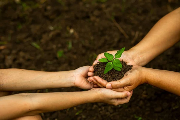 stock image Hands of the farmer are planting the seedlings into the soil