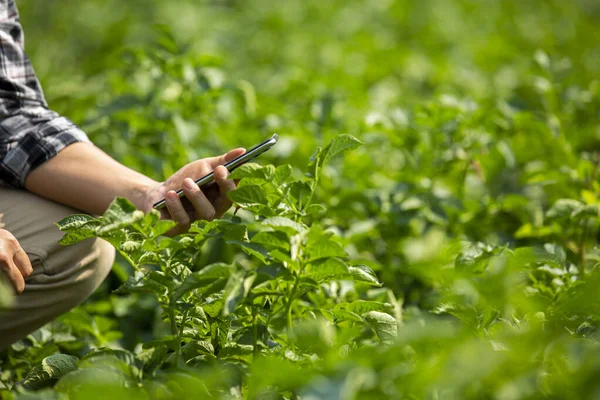 Manos Del Agricultor Agricultura Tecnología Agricultor Hombre Utilizando Tableta Concepto —  Fotos de Stock