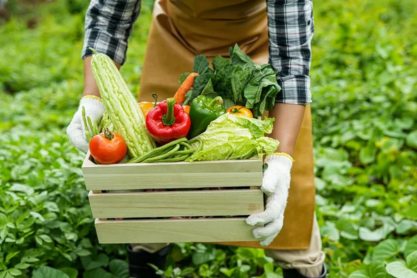 Stock image young man holding a box of vegetables