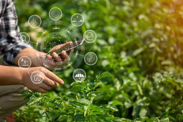 Mãos Fazendeiro Agricultor Tecnologia Agrícola Homem Usando Tablet Conceito Tecnologia — Fotografia de Stock