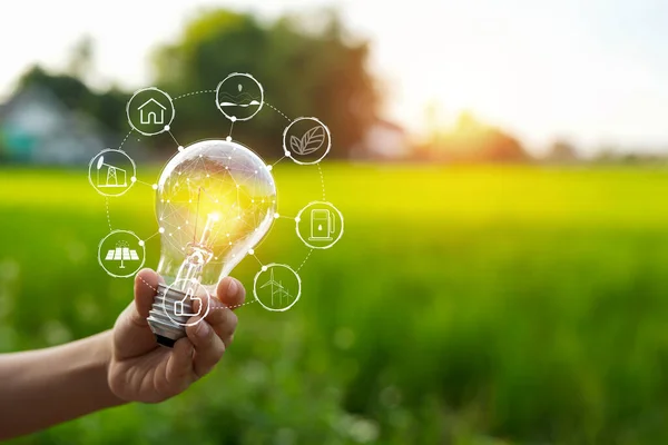 stock image Light bulbs that grow, in the concept of energy in nature.