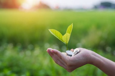 Para çantalarında büyüyen yeşil bitkilerin el ele tutuşması para biriktirme ve yatırım fikirleri