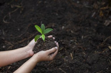 Çiftçinin elleri toprağa fideleri ekiyor.