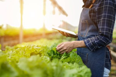 Çiftçinin elleri, tarım teknolojisi çiftçisi. Tablet modern teknoloji kavramı tarımı kullanan çiftçi..