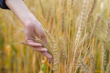 Dijital tabletli çiftçi pirinç tarlalarında tarım kavramı üzerinde çalışıyor.