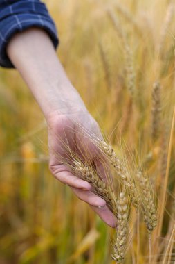 Dijital tabletli çiftçi pirinç tarlalarında tarım kavramı üzerinde çalışıyor.