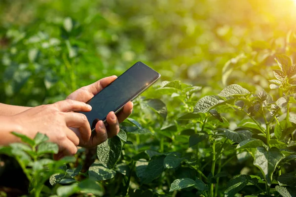 Dłonie Rolnika Rolnictwo Technologii Rolnik Pomocą Tabletu Nowoczesna Technologia Koncepcja — Zdjęcie stockowe
