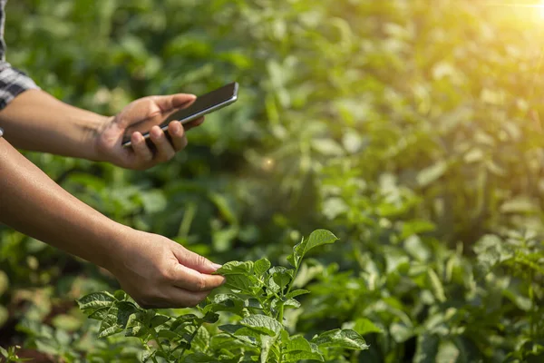 Dłonie Rolnika Rolnictwo Technologii Rolnik Pomocą Tabletu Nowoczesna Technologia Koncepcja — Zdjęcie stockowe