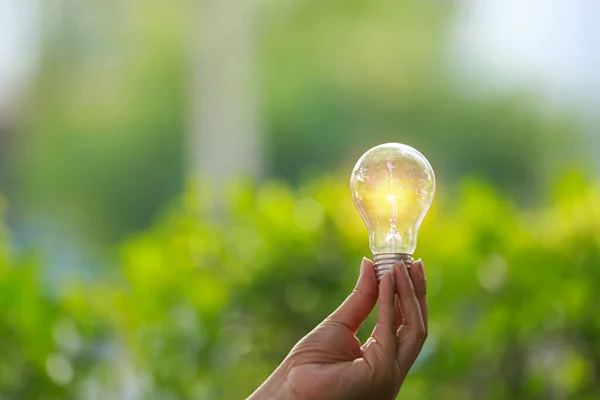 Glödlampor Som Växer Begreppet Energi Naturen — Stockfoto
