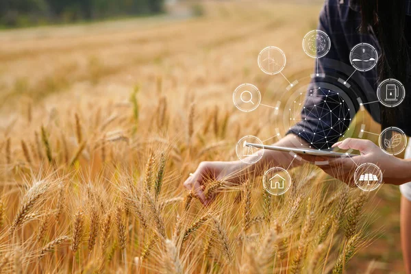 Rolnik Tabletem Cyfrowym Pracujący Nad Rolniczą Koncepcją Pracy Polach Ryżowych — Zdjęcie stockowe